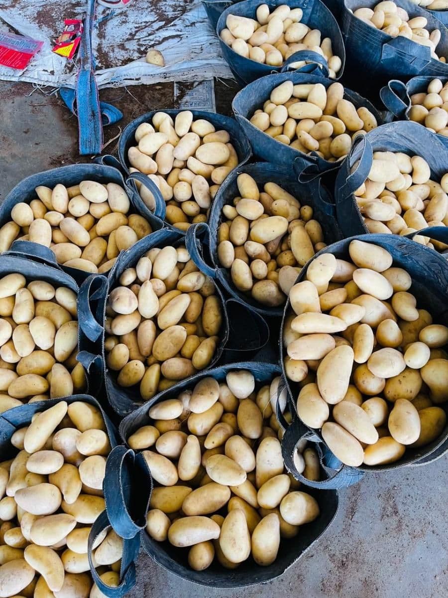 Картофель свежий желтый